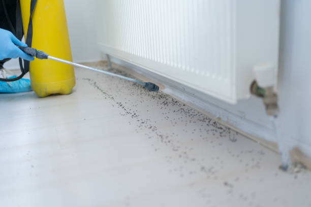 Best Insect Control  in Edgemoor, DE